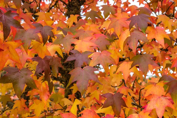 Vloeibare Ambar Boom Met Kleurrijke Herfstloofbomen — Stockfoto