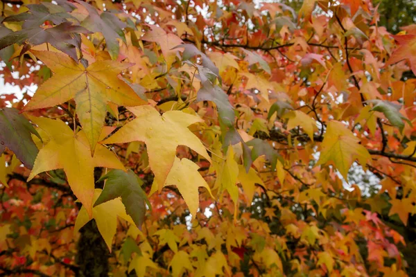 Liquidambar Tree Colorful Autumnal Deciduous Foliage — Stock Photo, Image
