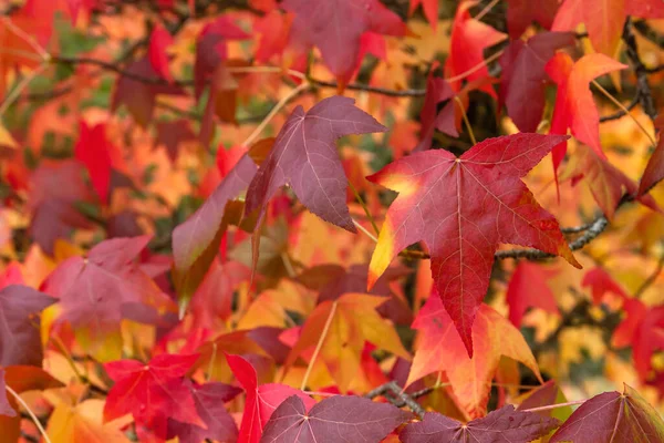 Liquidambar Tree Colorful Autumnal Deciduous Foliage — Stock Photo, Image