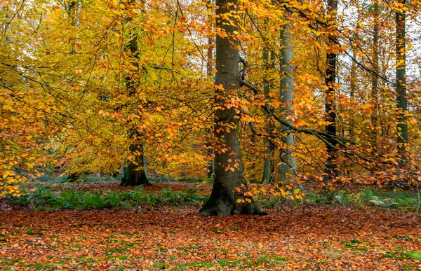 Fagus Sylvatia Buchenwälder Mit Farbenfrohem Herbstlaub — Stockfoto