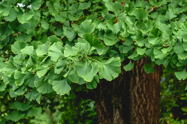 Ginkgo biloba known as Maidenhair tree fresh green leafy foliage in summer