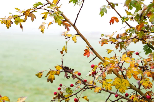 Crataegus Monogyna Common Hawthorn Autumn Foliage Red Berries — Stock Photo, Image