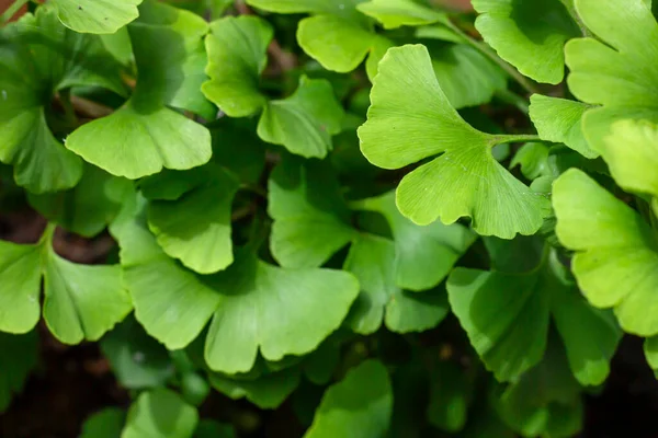 Ginkgo Biloba Bekannt Als Maidenhaarbaum Frisches Grünes Laub Sommer — Stockfoto