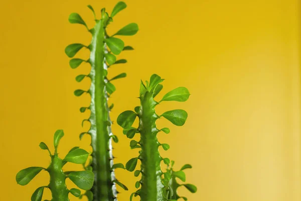 ユーフォルビアTrigona アフリカのミルクツリー緑多肉植物の詳細とともに黄色の背景コピースペース — ストック写真