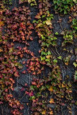 Hedera sarmaşığı parlak renkli sonbahar yapraklarıyla örtü örtü olarak büyüyen bir sarmaşık. 