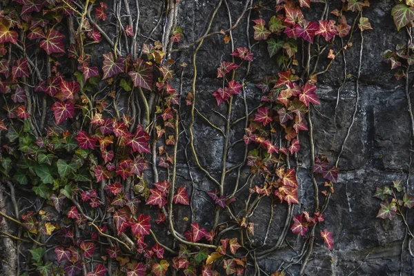 Hedera Helix Gemeenschappelijke Klimop Met Felgekleurde Herfst Gebladerte Groeien Als — Stockfoto