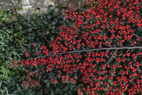 Cotoneaster Horizontalis Lub Ściany Cotoneaster Czerwone Jagody — Zdjęcie stockowe