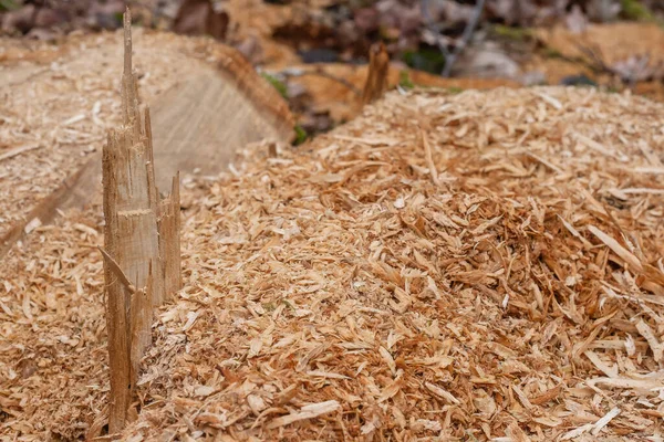 Sawdust Shavings Rustic Wood Background Texture — Stock Photo, Image