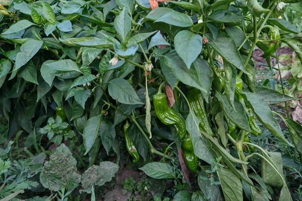 Italienska Paprika Växter Med Gröna Frukter — Stockfoto