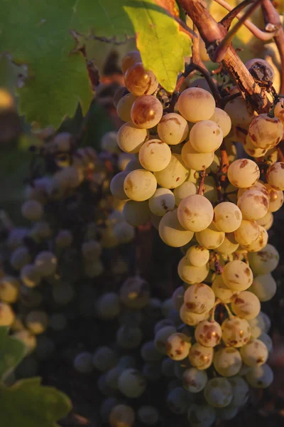 Vitis Vinifera Weinrebe Reife Früchte — Stockfoto