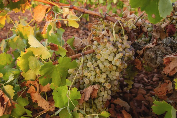 Vitis Vinifera Grapevine Стиглі Плоди Виноробній Фермі Манча Іспанія — стокове фото