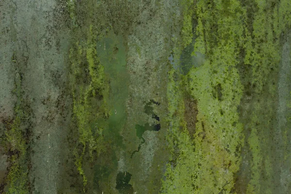 Зелена Цвіль Старій Вивітреній Віконній Панелі Гранжевому Фоні Або Текстурі — стокове фото