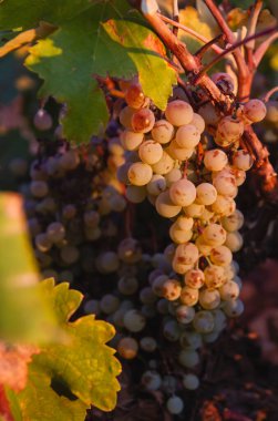 Vitis vinifera greyfurt olgun meyveler 