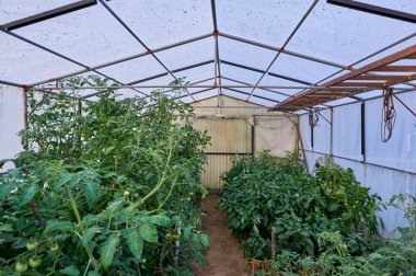 Bir serada organik gıda yetiştiriyor.