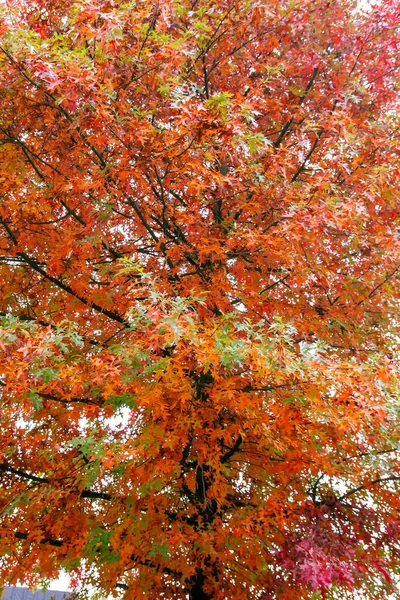 Quercus Palustris Pin Roble Típico Otoño Follaje Caducifolio Colorido — Foto de Stock