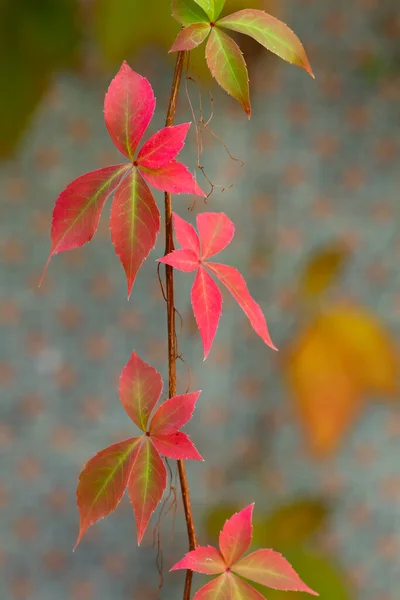 Détail Des Feuilles Rouges Automnales Parthenocissus Quinquefolia Virginia Creeper Feuillage — Photo