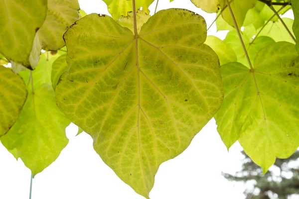 Catalpa Bignonioides Indian Bean Tree Autumanl Leiduous Foliage — стокове фото