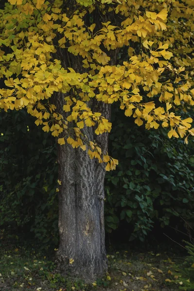 Ginkgo biloba known as Maidenhair tree with yellow foliage in autumn