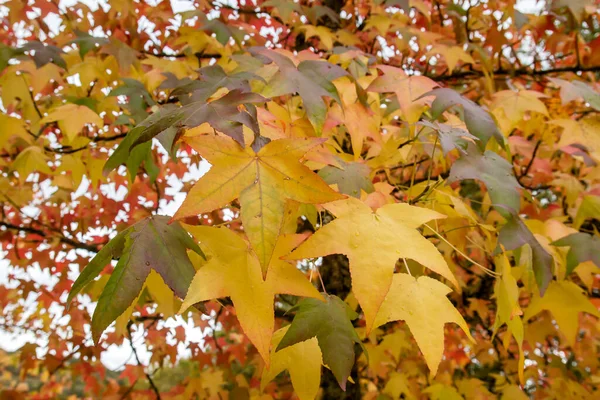 Liquidambar Árvore Colorido Outonal Folha Caduca — Fotografia de Stock