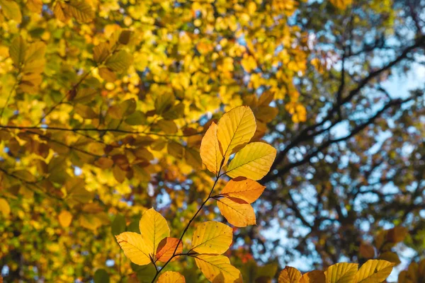 Fagus Sylvatica Vagy Bükkfa Lombhullató Őszi Színes Lombozat Közeli — Stock Fotó