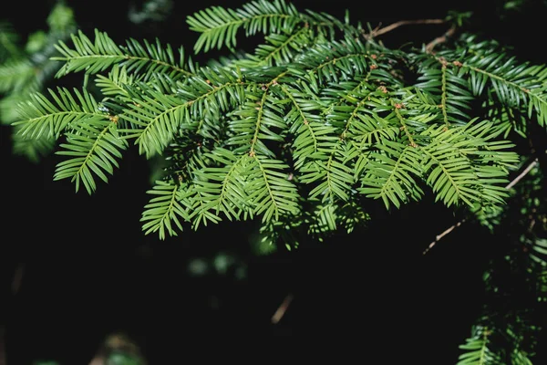 Taxus Baccata 나무의 가까이에 — 스톡 사진