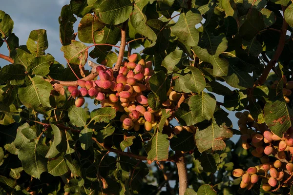 Pistacia Vera Pistachio Trees Red Ripe Nuts Bunch — Stock Photo, Image