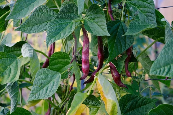 Runner Bönor Phaseolus Coccineus Växt Med Mogna Lila Färgade Skida — Stockfoto