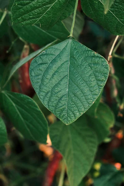 Phaseolus Coccineus Runner Bohnenpflanze Grünes Blatt Aus Nächster Nähe — Stockfoto