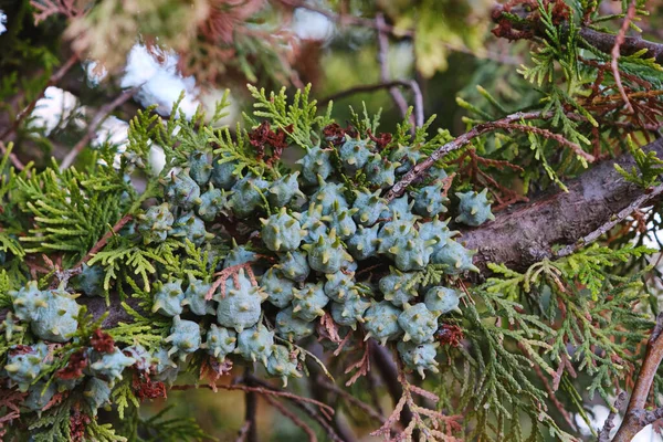 东方针叶树 Platycladus Orientalis Oriental Arbor Vitae 有成熟的种子锥和常绿的叶子 — 图库照片