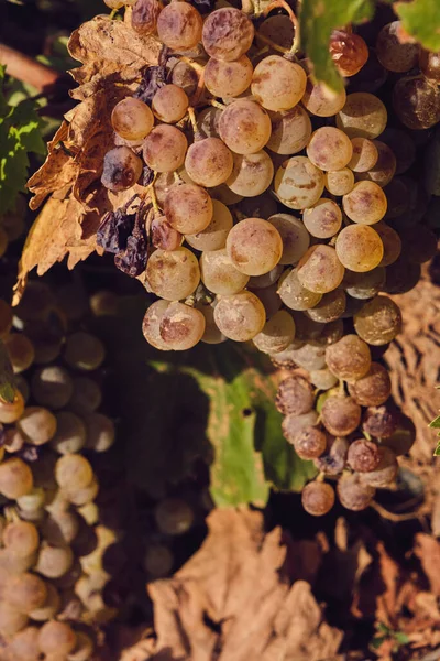 葡萄葡萄在收获季节成熟果实丛生 — 图库照片