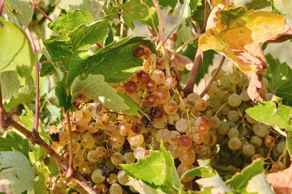 Vitis Vinifera Videira Frutos Maduros Cacho Época Colheita — Fotografia de Stock