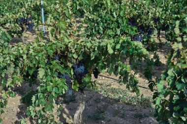 Vitis vinifera üzüm bağı üzümleri hasat mevsiminde olgunlaşmış koyu mavi meyveler