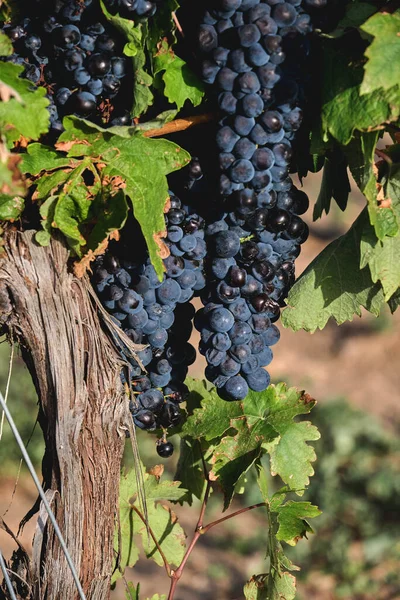 Vitis Vinifera Weinberg Weinreben Reifen Dunkelblauen Früchten Der Erntezeit — Stockfoto