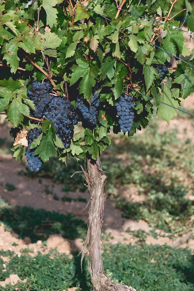 Vitis Vinifera Viña Vid Vid Madura Frutos Color Azul Oscuro — Foto de Stock