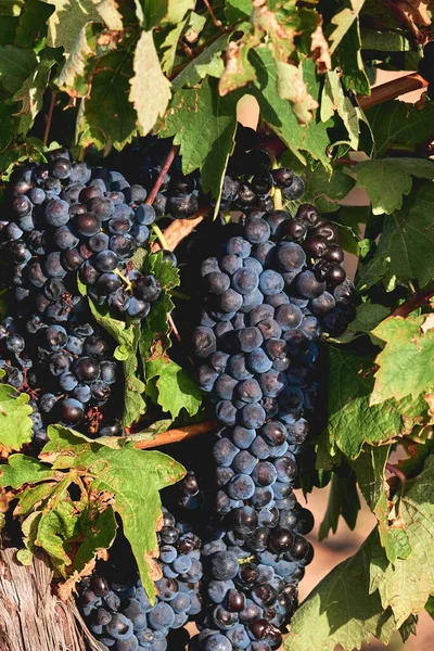 Vitis Vinifera Weinberg Weinreben Reifen Dunkelblauen Früchten Der Erntezeit — Stockfoto