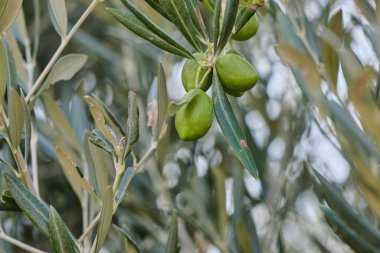 Olea europaea zeytin ağacı yeşil olgunlaşmamış meyveler kapanıyor