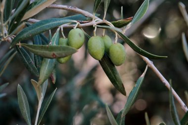 Olea europaea zeytin ağacı yeşil olgunlaşmamış meyveler kapanıyor