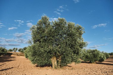 Olea Avrupa sahaları, İspanya 'da zeytinlik 