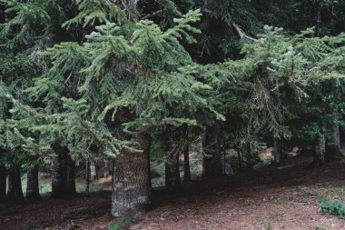Abies alba ya da Avrupa gümüş köknar köknar her zaman yeşil orman, yeşil iğne benzeri yapraklı kozalaklı ağaçlar