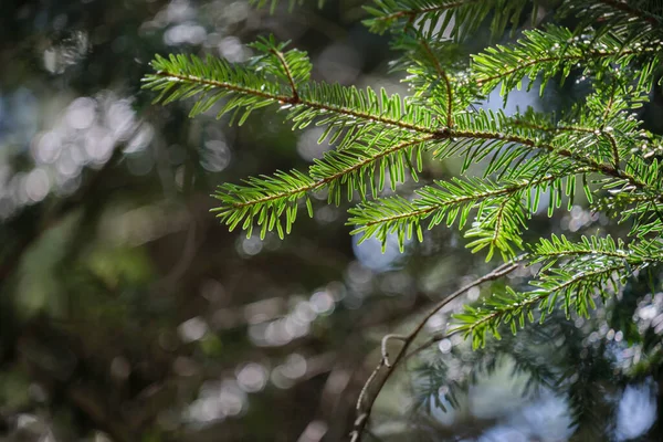 Abies Alba Abeto Prata Europeu Sempre Verde Coníferas Árvore Verde — Fotografia de Stock