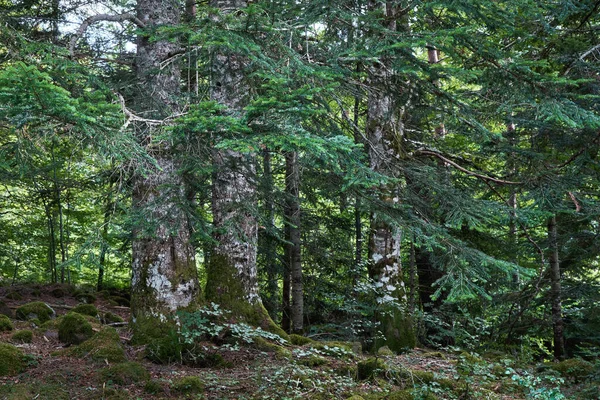 Пихта Альба Европейская Серебристая Пихта — стоковое фото