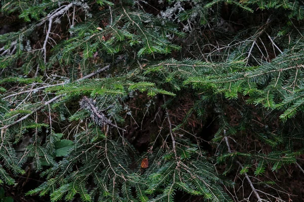 Abies Alba Abeto Prata Europeu Sempre Verde Coníferas Árvore Verde — Fotografia de Stock