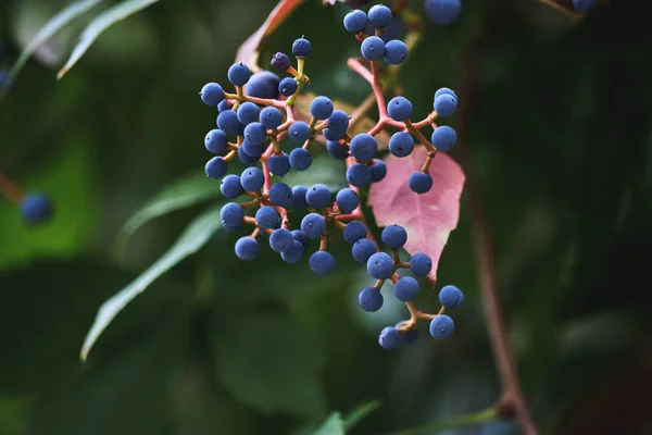 Parthenocissus Quinquefolia 아이비 우드빈 — 스톡 사진