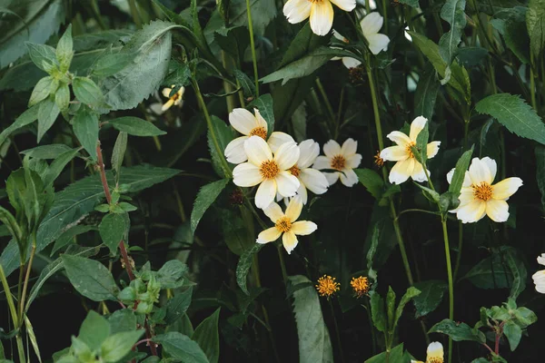 Bidens Aurea Arizona Beggarticks White Yellowish Flowers — Stock Photo, Image