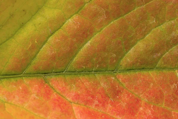 Parthenocissus Quinquefolia Virginia Enredadera Otoñal Color Rojizo Venas Hoja Cerca —  Fotos de Stock