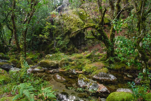 Mossy Woodland Mata Albergaria Εύκρατα Πλατύφυλλα Και Μικτές Φυλλωσιές Στο — Φωτογραφία Αρχείου