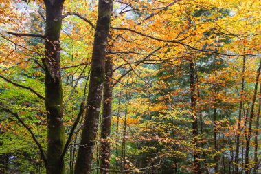 Fagus sylvatica kayın ağacı Sonbahar yeşilliği