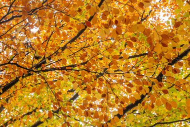 Fagus sylvatica kayın ağacı Sonbahar yeşilliği 