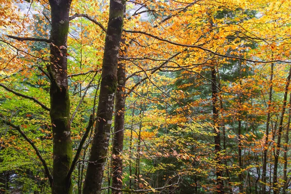 Fagus Sylvatica Faia Árvore Outonal Folhagem Colorida — Fotografia de Stock