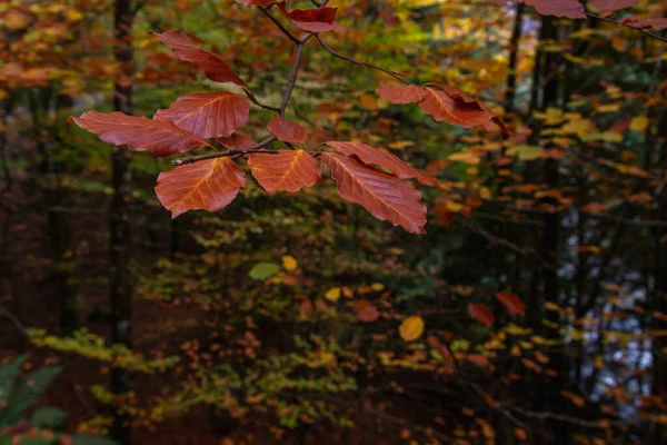 Fagus Sylvatica Faia Árvore Outonal Folhagem Colorida — Fotografia de Stock